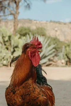 Profile of a Multicolor rooster with a red comb at farm yard. Close up. Agric Stock Photos