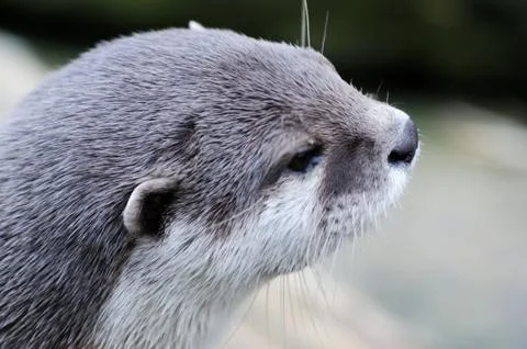 Profile of otter Stock Photos