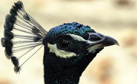 Profile of a peacock Stock Photos