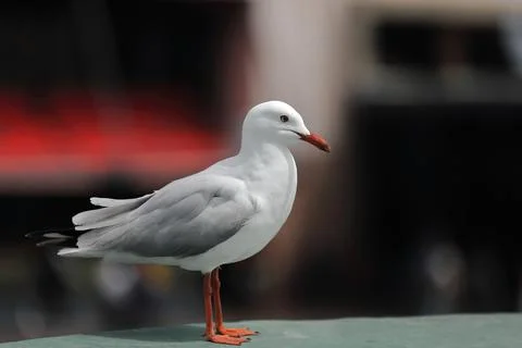 Profile perched silver gull on the railing of a wharf-Circular Quay. Sydney-AUS Stock Photos
