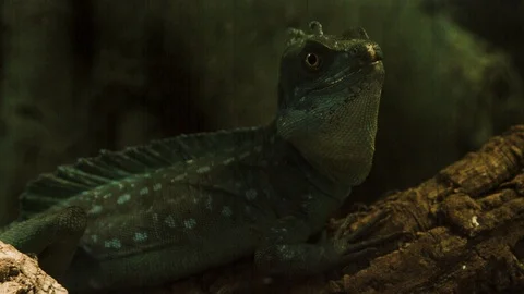 Profile to a Poison Lizard in Green Planet Dubai Stock Footage 113540322