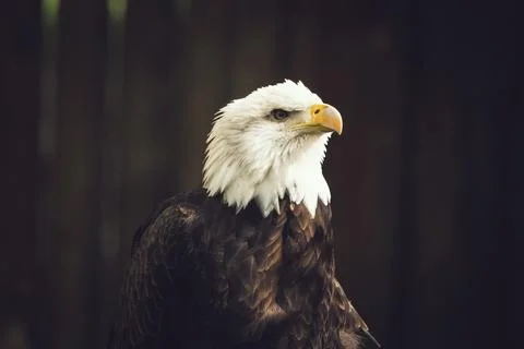 Profile portrait of a bald eagle Stock Photos