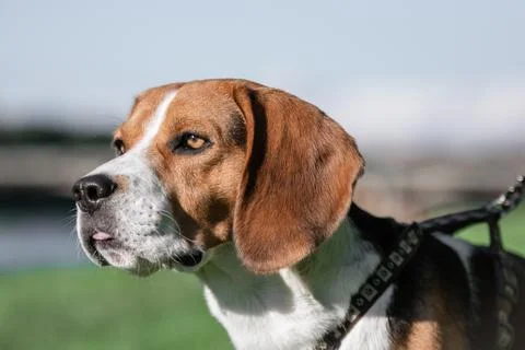 Profile portrait of beagle in sunlight Stock Photos