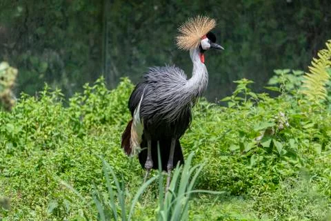 Profile portrait of Black Crowned Crane Foto stock