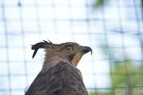 Profile Portrait of a Crested Hawk-Eagle (Nisaetus cirrhatus) Stock Photos