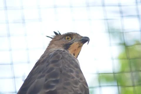 Profile Portrait of a Crested Hawk-Eagle (Nisaetus cirrhatus) Stock Photos