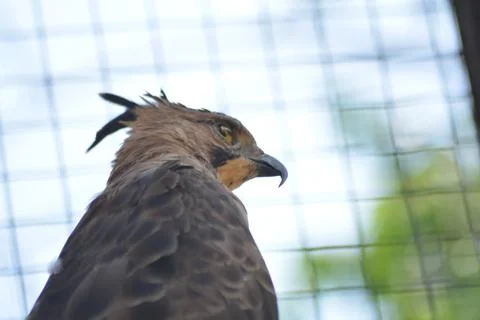 Profile Portrait of a Crested Hawk-Eagle (Nisaetus cirrhatus) Stock Photos