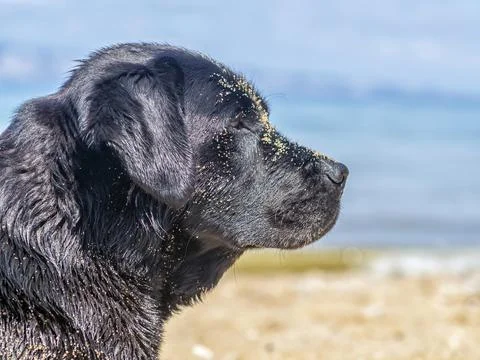 Profile portrait of a Labrador retriever on the beach. Close-up. Stock Photos