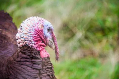 Profile Portrait of Turkey Head Foto stock