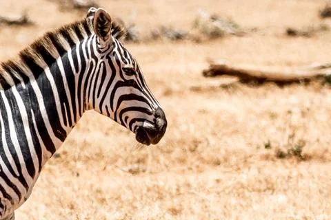 Profile portrait of zebra Foto stock