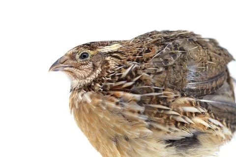 Profile of a quail isolated on white background Stock Photos