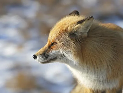Profile of a red fox on a blurred background Stock Photos