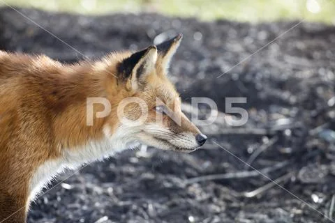 Profile of red fox close up Stock Photos