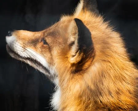 Profile of a Red Fox Stock Photos