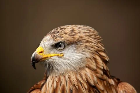A profile of a Red Kite Stock Photos