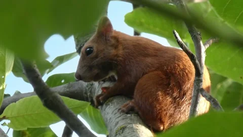 Profile of red squirrel sitting on branch framed by leaves Stock Footage 328962084
