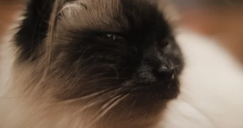 Profile of Resting Ragdoll Cat in Extreme Close Up Stock Footage 86338530