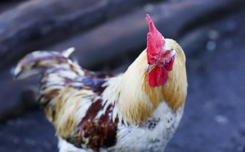 Profile of a rooster rustic vintage background Foto stock