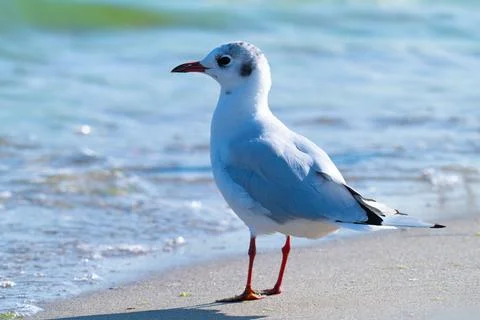 The profile of a seagull walking on the sand 스톡 사진