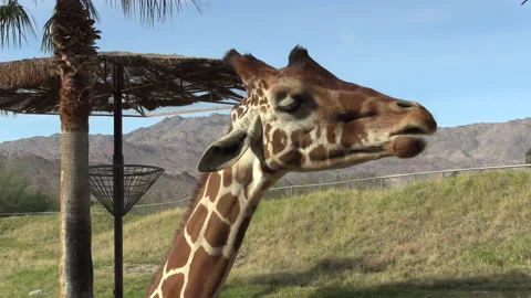 Profile shot of Giraffe chewing Close Up Stock Footage 167143136