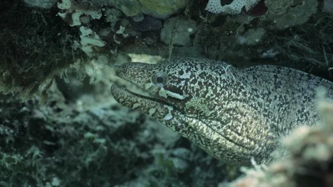 Profile shot of grey Moray Eel, Indonesia Stock Footage 100601371
