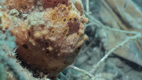 Profile shot of Orange Frogfish, under Water, Indonesia Vídeo Stock 100598479