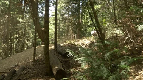 Profile shot of two guys mountain biking off a jump in the woods. Video stock 77599314