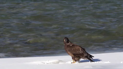 A profile shot of a young bald eagle with dark plumage landing on a snow-covered Stock Footage 330438525