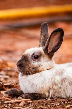 Profile of a Siamese-Patterned Rabbit Stock Photos