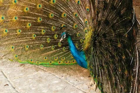 Profile, side view of a peacock of intense blue color spreading its tail fe.. Stock Photos
