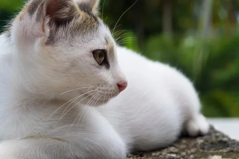 Profile of a small kitten close up Stock Photos