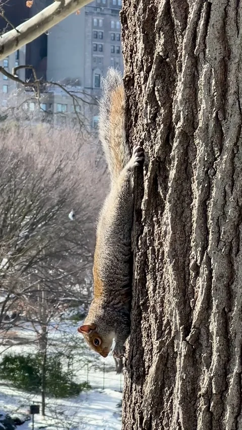 Profile of a squirrel eating while upside down on a tree stem Stock Footage 311673418