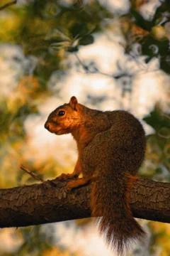 Profile of squirrel on tree branch Stock Photos