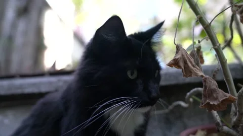 Profile stare of a 3 year old black cat with white Stock Footage 139507586