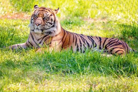 Profile Of A Sumatran Tiger Resting Stock Photos