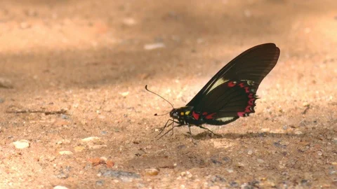 Profile of thirsty butterfly drinking rain water beneath sand and gravel through 스톡 동영상 101300367