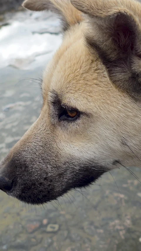 Profile of a thoughtful large dog staring at the ocean during a cloudy day Vídeos de archivo 329622533