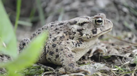 Profile of Toad on Ground 스톡 동영상 24830140