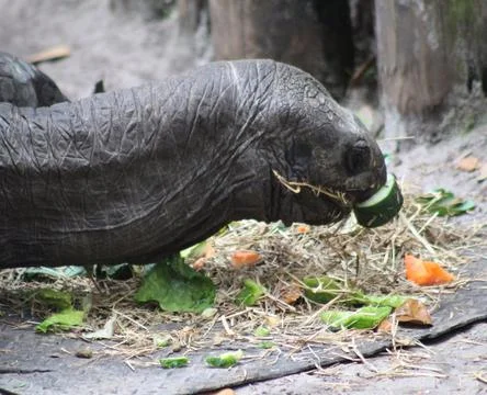 Profile of a Tortoise Eating Vegetables Stock-Fotos