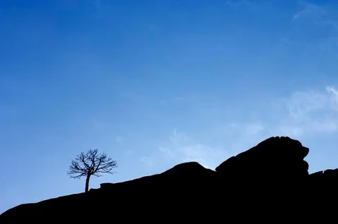 Profile tree Stock Photos