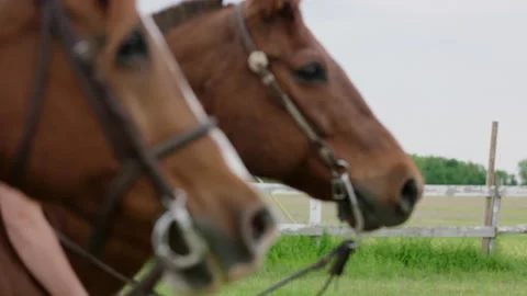 Profile of Two Horses in a Grassy Field Video stock 132473430