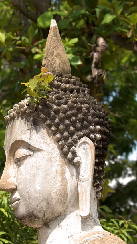 Profile View of Ancient Stone Buddha Statue Head in Ayutthaya 動画素材 346664512