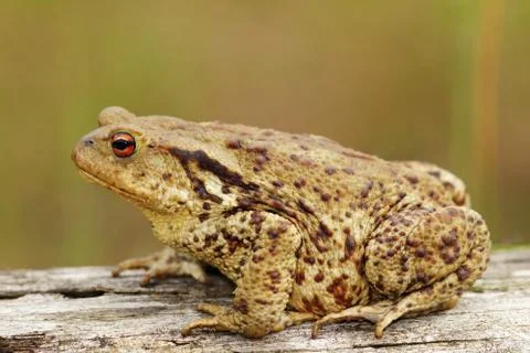 Profile view of brown common toad ( Bufo bufo ) Stock Photos