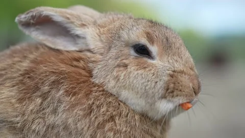 A profile view of a brown rabbit eating a carrot. Close-up of a rabbit chewing. Video stock 189921114