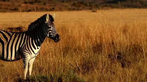 Profile view of Burchell's zebra basking in last rays of day before sunset 스톡 동영상 313040928
