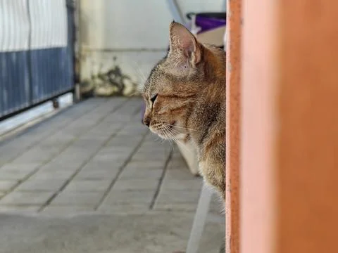 Profile view of a cute tabby cat peeking out from behind a wall outdoors Stock Photos