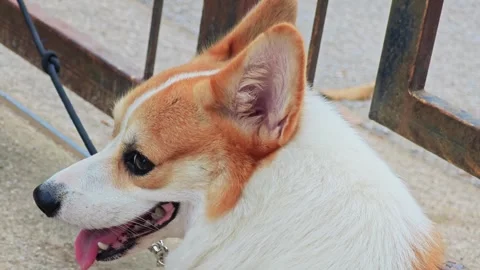 Profile view of a cute Welsh Corgi dog outdoors. Видео 340202041