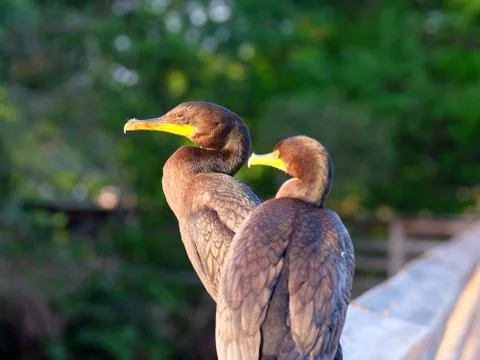 Profile View of Double-crested Comorant Stock Photos