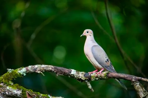 Profile View of Dove on Tree Limb Stock Photos