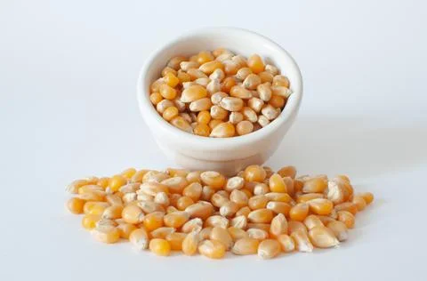 Profile view of dried raw corn kernels for popcorn Stock Photos